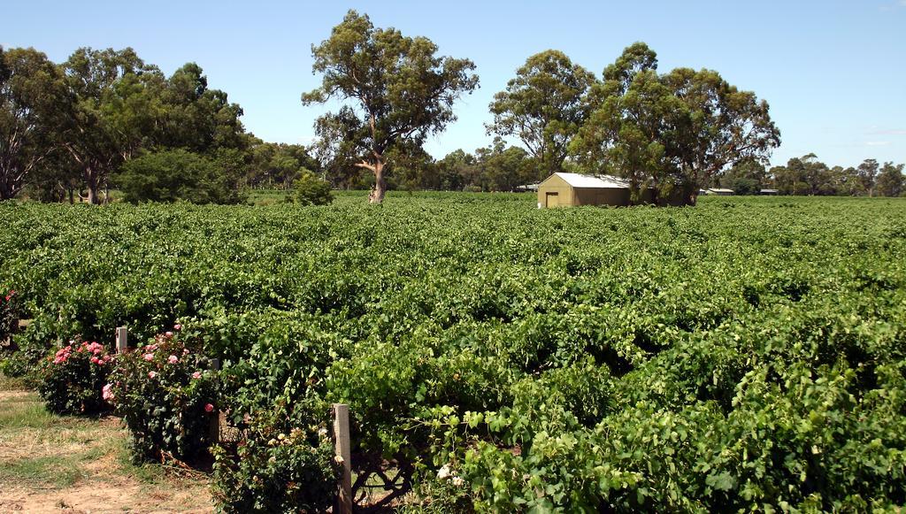 נוריוטפה Vine Inn Barossa מראה חיצוני תמונה